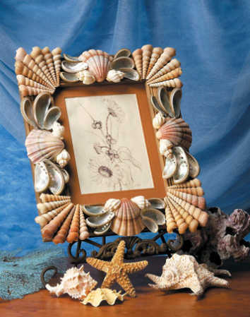 Craft Ideas Seashells on Seashell Sensations Shell Book By Nancy Flodine