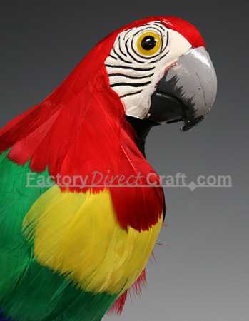 Macaw+birds+for+sale