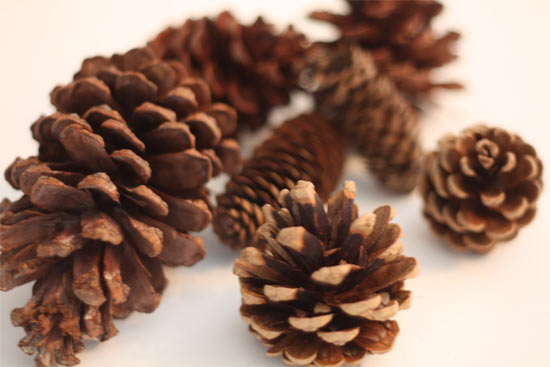 Scented_Pine_cone_Fire_Starters2