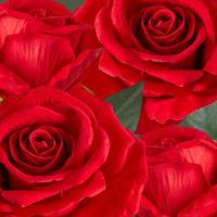 Silk Poly + Ribbon Roses