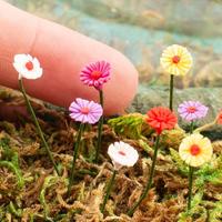 Miniature Plants and Flowers