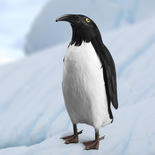 Feathered Artificial Penguin