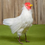 Faux White Feathered Hen Chicken