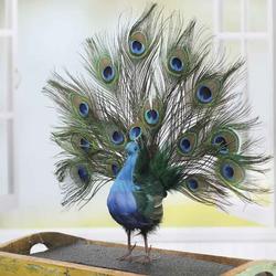 Open Tail Feathered Artificial Peacock