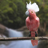 Large Pink Feathered Artificial Cockatoo