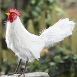 White Feathered Artificial Rooster