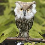 Lifesize Artificial Owl