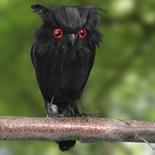 Black Feathered Artificial Owl