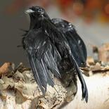 Artificial Small Flying Black Crow