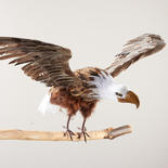 Flying Artificial Bald Eagle