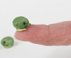 Micro Miniature Mushroom Frogs