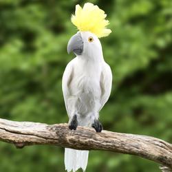 Large White Feathered Artificial Cockatoo Tropical Bird