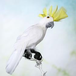 White Feathered Artificial Cockatoo