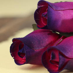 Variegated Fuchsia and Purple Wood Rose Bud Stems