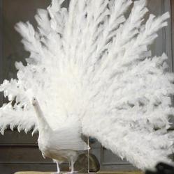 Life-Sized White Artificial Peacock