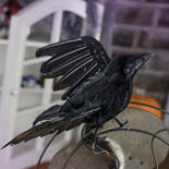 Flying Artificial Crow