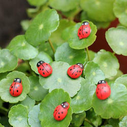 Miniature Wood Ladybugs