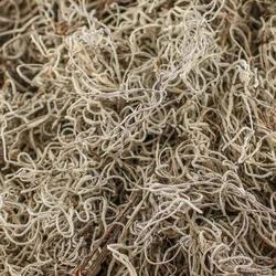 Natural Dried Forest Spanish Moss