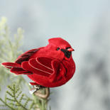 Small Mushroom Cardinal