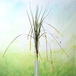 Artificial Yellow Seeded Long Blade Grass Stem