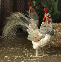 Standing Decorative Sisal Rooster