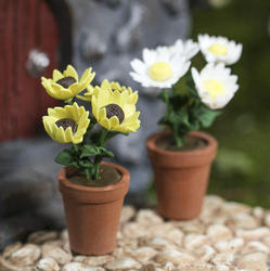 Miniature Potted Daisy Flowers