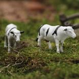 Miniature Dairy Cows