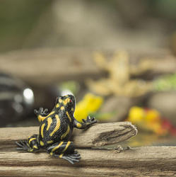 Miniature Artificial Frogs