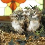 Small Fluffy Owl Friends