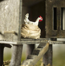Miniature Chicken in Nest