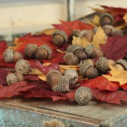 Realistic Autumn Acorns and Leaves