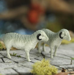 Miniature Ram Sheep