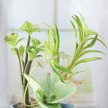 Artificial Succulent Picks