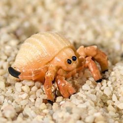 Micro Mini Hermit Crab