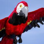 Large Lifelike Macaw Parrot