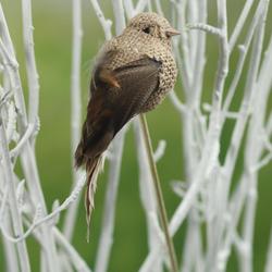Natural Burlap and Feather Artificial Bird Pick