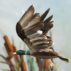 Feathered Flying Artificial Mallard Duck