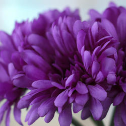Purple Artificial Gerbera Daisy Bundle