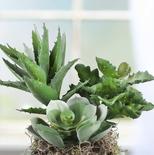 Assorted Dusty Green Artificial Succulents