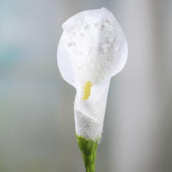 White Iridescent Calla Lily Stem