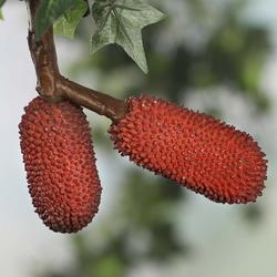Dark Red Artificial Baby Jack Fruit Pick