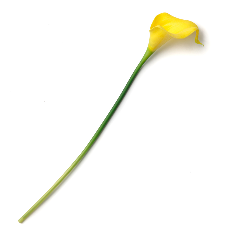 Yellow Artificial Calla Lily Stem - Picks and Stems - Floral Supplies ...
