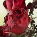 Dark Red Artificial Dried Antique Rose Bush