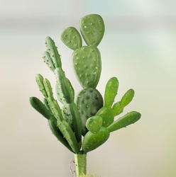 Artificial Beautertia Cactus Plant Pick