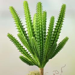 Artificial Finger Cactus Plant