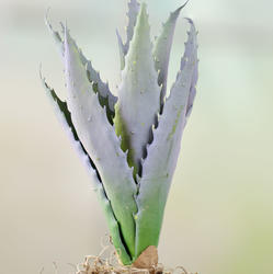 Artificial Aloe Plant Pick