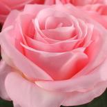 Artificial Long Stem Pink Open Roses