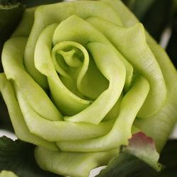 Key Lime Green Artificial Rose Bundle