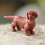 Micro Miniature Dachshund Dog