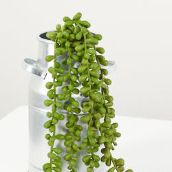 Weatherproof Cascading String of Pearls Succulent